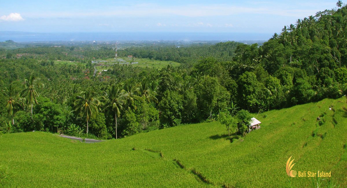 Ricefield that Jero Tya purchased to protect from development.